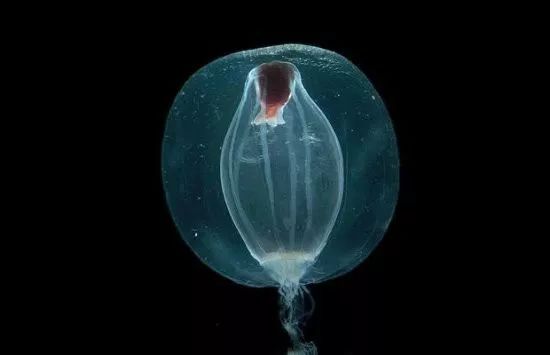 图片[1]-很多海洋里的生物都没有寿命限制，它们为什么可以永生？-零度空间